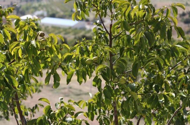 Memleketine döndü hobi olarak başladı: 35 ton mahsul bekliyor 3